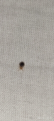 Cimex lectularius