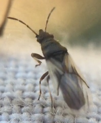 Metopoplax ditomoides