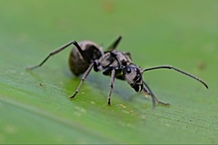 Myrma