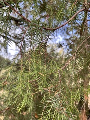 Juniperus oxycedrus