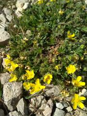 Potentilla verna