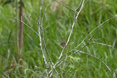 Malurus melanocephalus