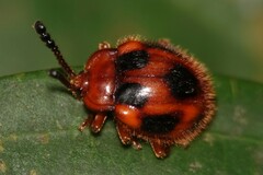 Stenotarsus pardalis