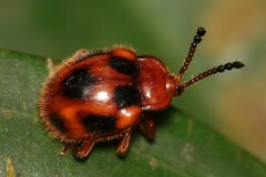 Stenotarsus pardalis