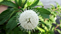 Cephalanthus tetrandra