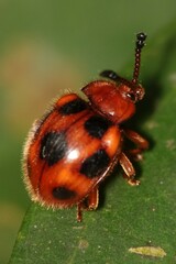Stenotarsus pardalis