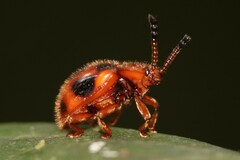Stenotarsus pardalis