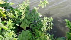 Cephalanthus tetrandra