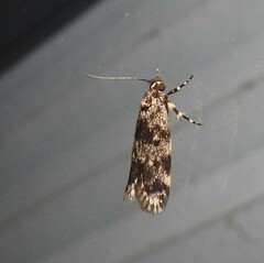 Barea codrella