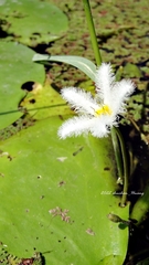 Nymphoides