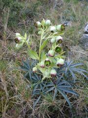 Helleborus foetidus