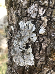 Parmelina