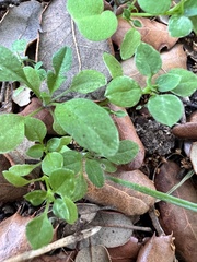 Polycarpon tetraphyllum