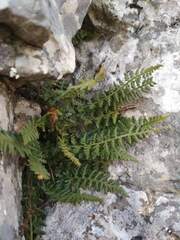 Asplenium fontanum