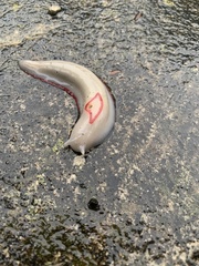 Triboniophorus graeffei