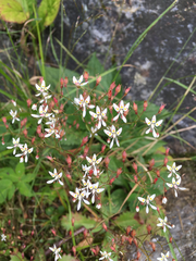 Micranthes petiolaris