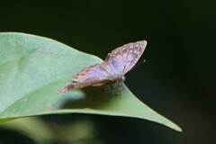 Poritia sumatrae