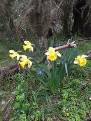 Narcissus