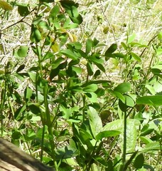 Melilotus neapolitanus