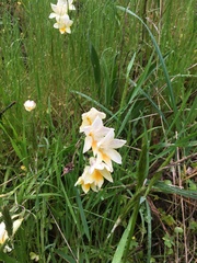 Freesia leichtlinii