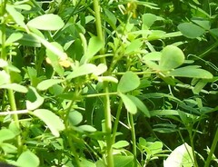 Melilotus neapolitanus