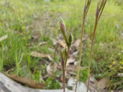 Thelymitra