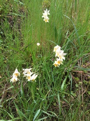 Freesia leichtlinii