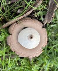 Geastrum triplex