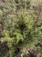 Juniperus