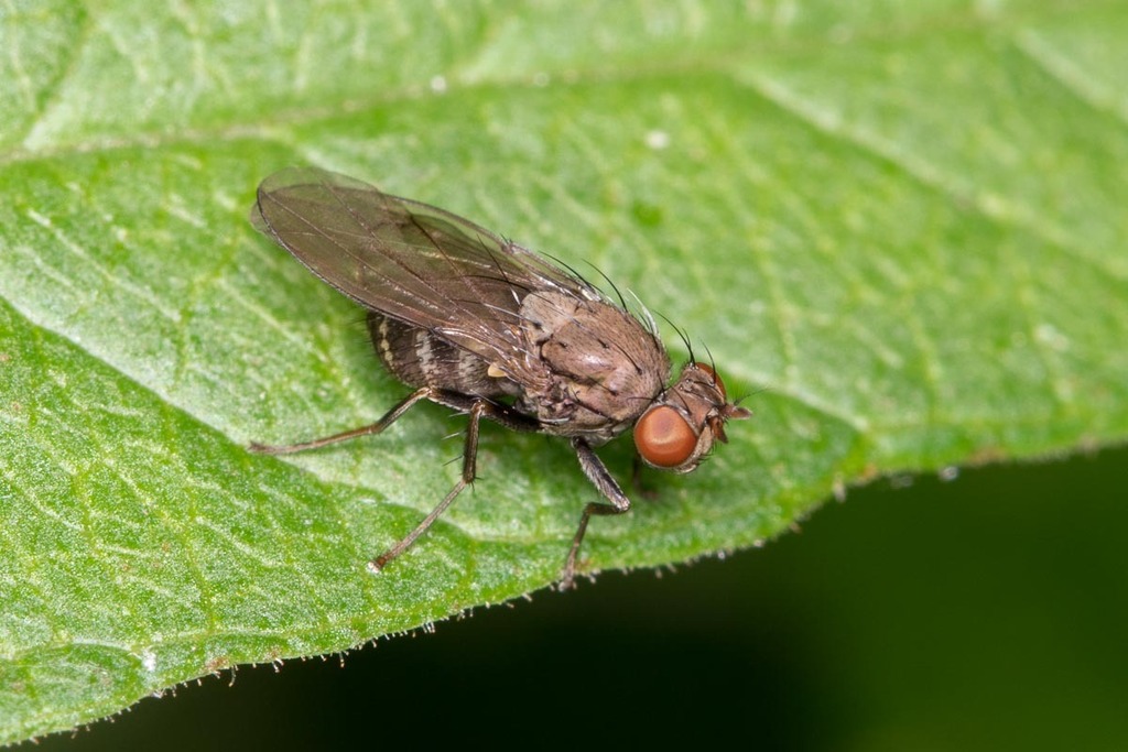 Notiphila aquatica