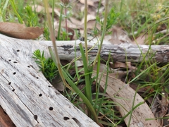 Thelymitra