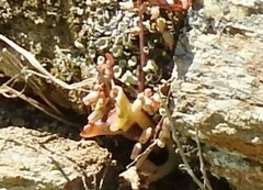 Umbilicus rupestris