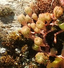 Petrosedum forsterianum