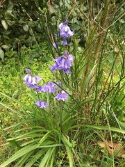 Hyacinthoides