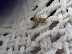 Crocidosema plebejana