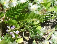 Biserrula pelecinus