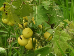 Leptostemonum