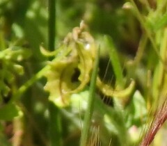 Biserrula pelecinus