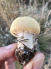 Lepiota magnispora
