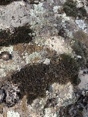 Xanthoparmelia pulla