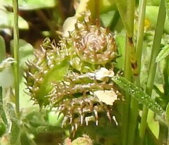 Medicago polymorpha