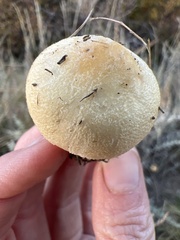 Lepiota magnispora