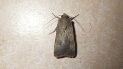 Agrotis trux