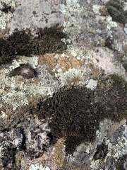 Xanthoparmelia pulla