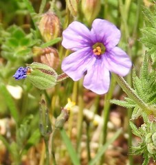 Erodium botrys