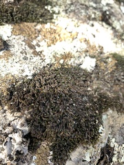 Xanthoparmelia pulla