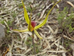 Caladenia leptochila