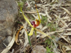 Caladenia leptochila