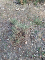 Lavandula pedunculata