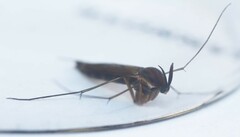 Keroplatidae